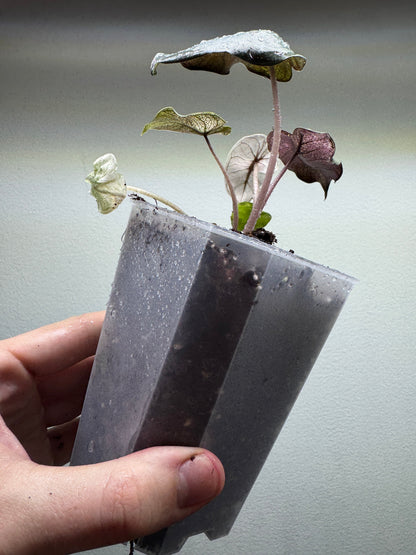 Alocasia Pink Dragon ’STARDUST’ - Aroid Pot Included