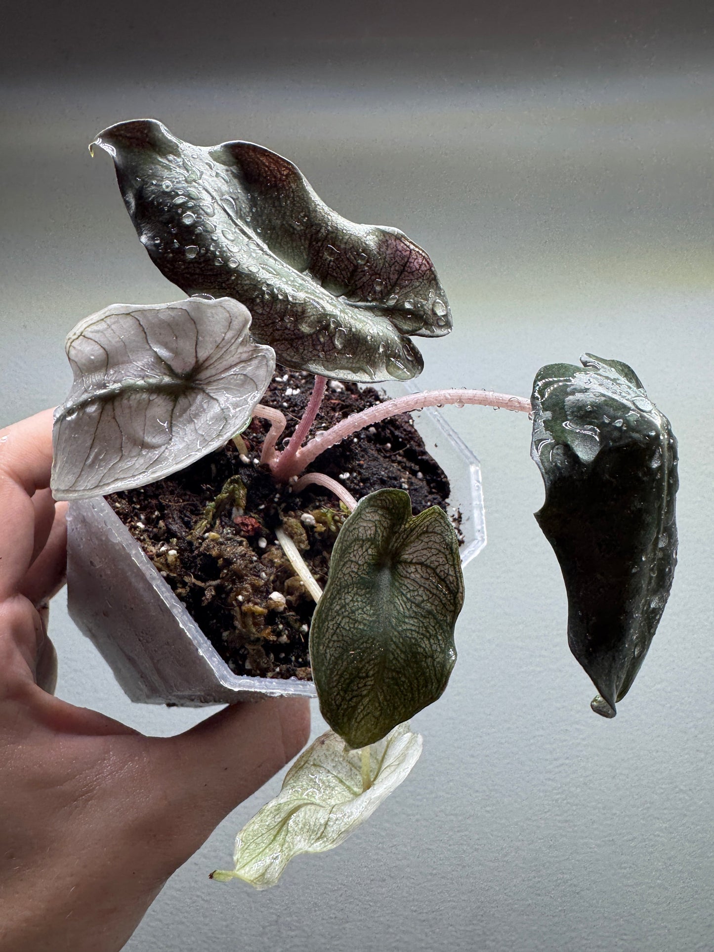 Alocasia Pink Dragon ’STARDUST’ - Aroid Pot Included