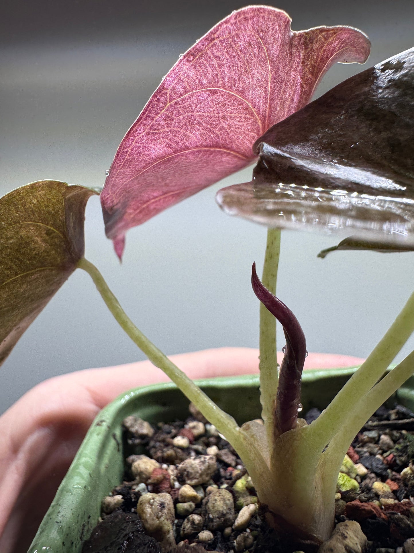 Alocasia Variegata - RED SECRET plant showing new leaf growth with pink and green variegation in a small green pot. Ideal for indoor plant collectors.
