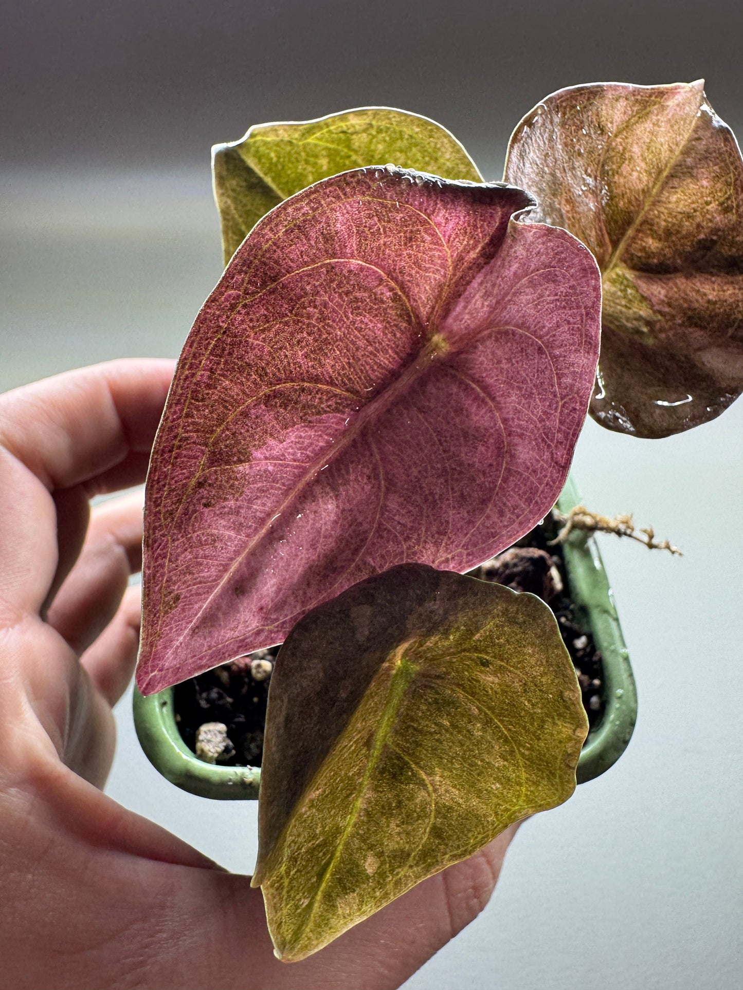 Top view of Alocasia cuprea 'RED SECRET' variegata with vibrant pink and green foliage. A rare tropical plant perfect for decorative interiors.