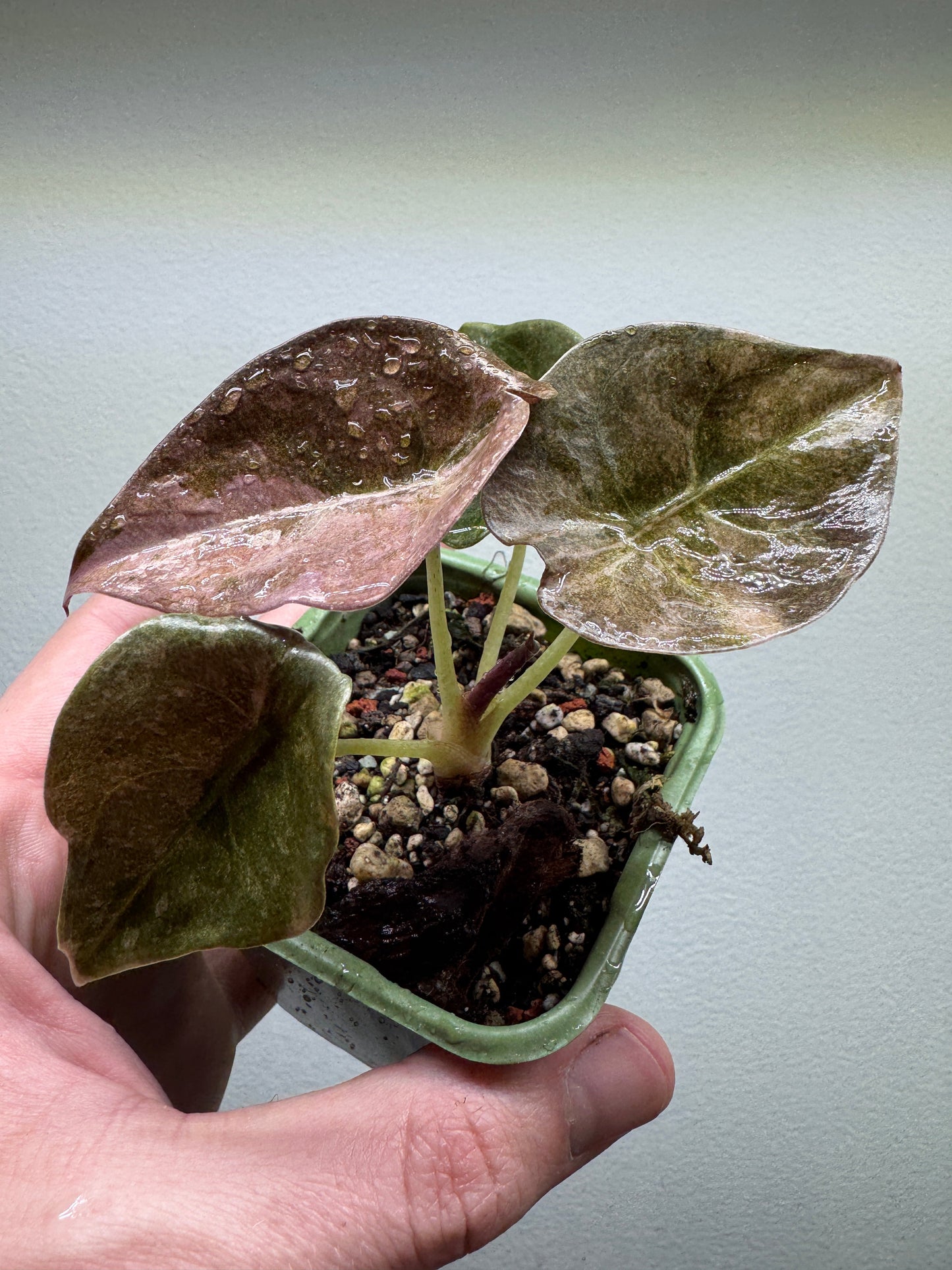 Alocasia Variegata - RED SECRET with glossy, dark green and bronze leaves in a well-draining soil mix. A unique addition to rare plant collections.