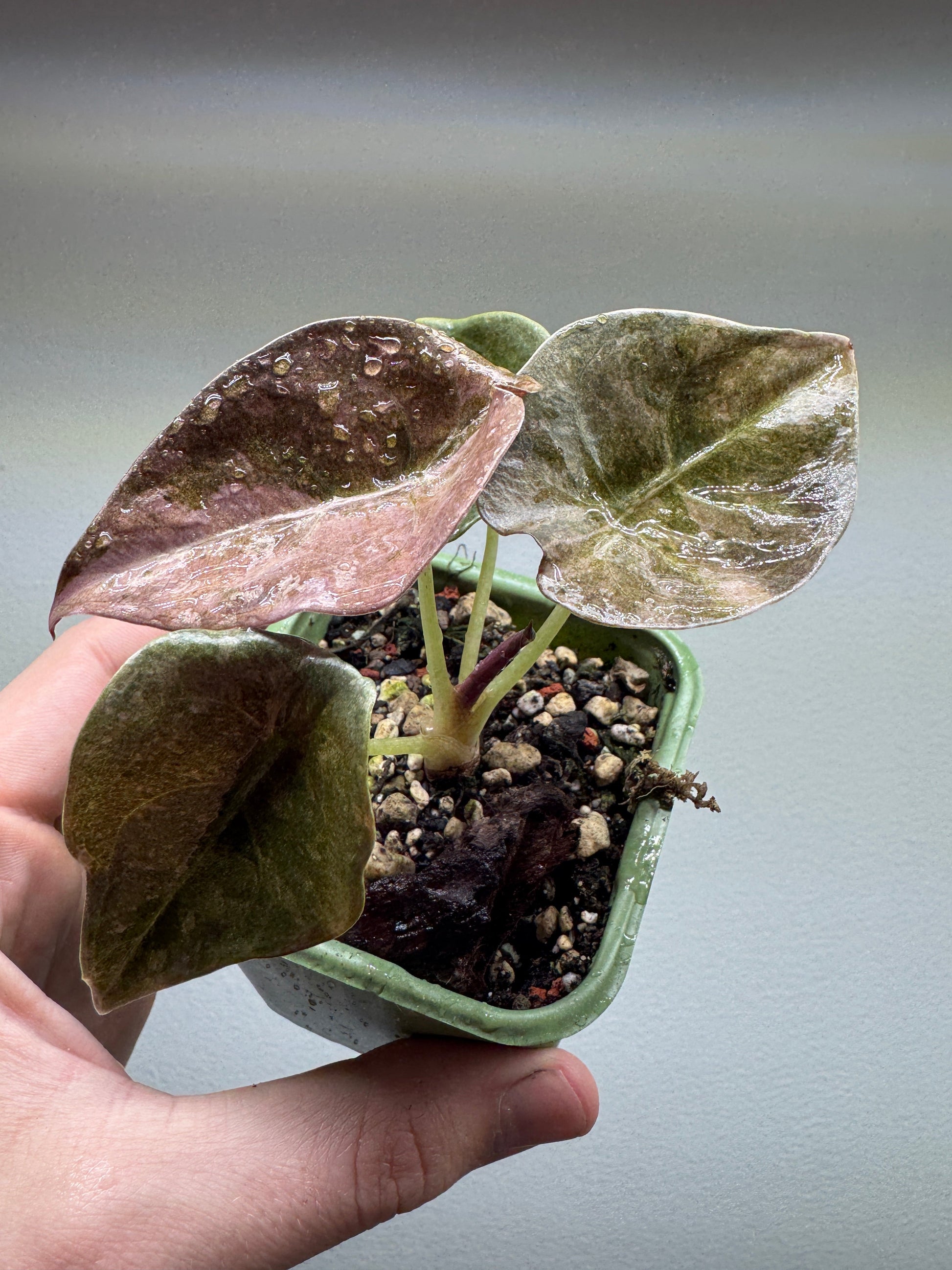 Close-up of Alocasia cuprea 'RED SECRET' variegata in a green pot, featuring metallic textured leaves with water droplets. Great for plant enthusiasts.