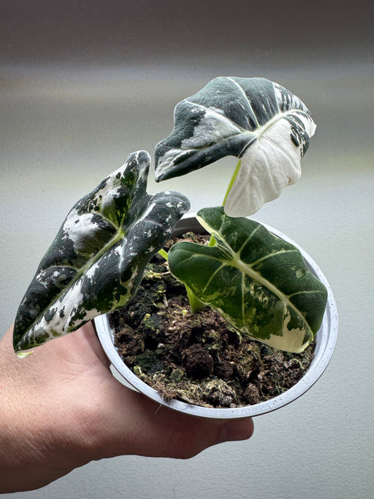 Alocasia micholitziana ’Frydek’