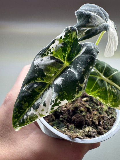 Alocasia micholitziana ’Frydek’