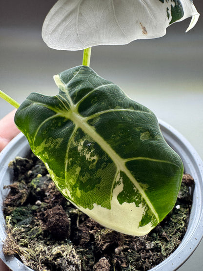 Alocasia micholitziana ’Frydek’