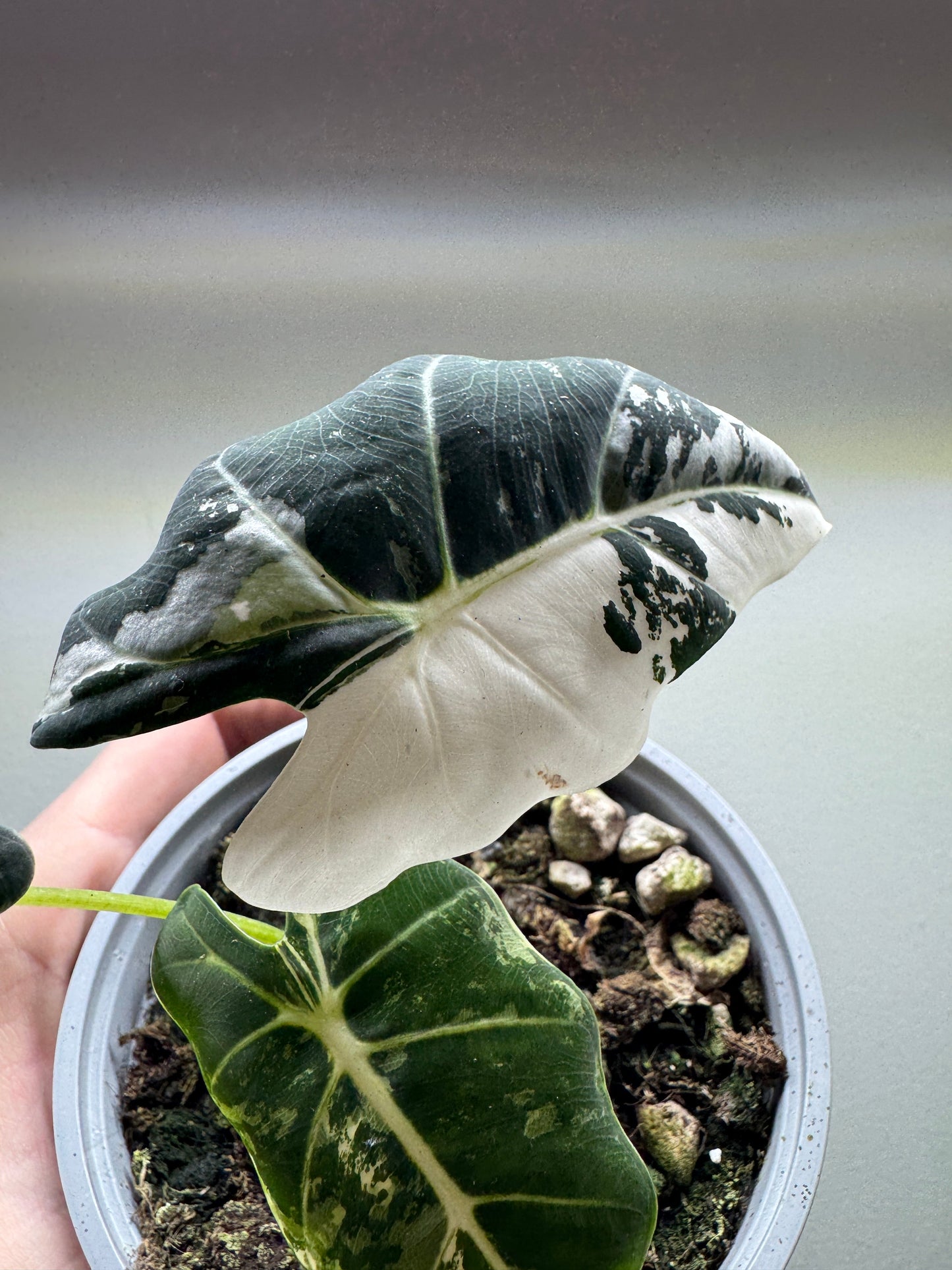 Alocasia micholitziana ’Frydek’