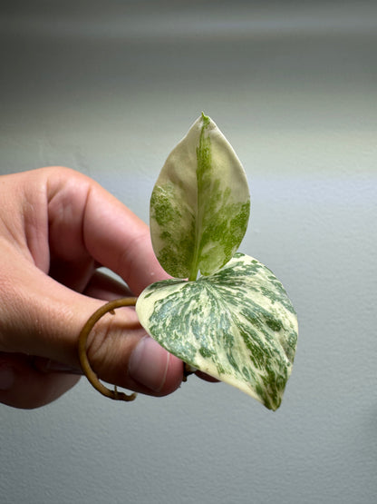Small rare Aroid Subscription box includes a variegated cutting with marbled green and white leaves, perfect for rare plant enthusiasts and collectors.