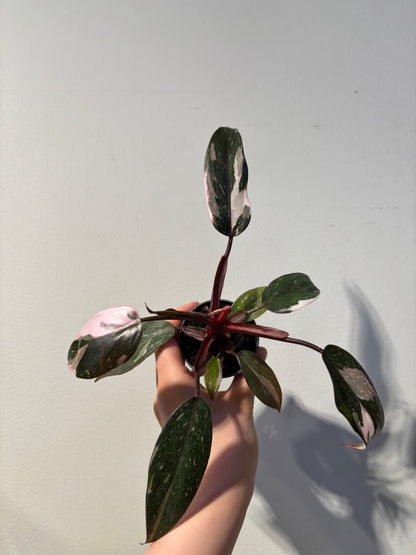 Philodendron 'Red Anderson'