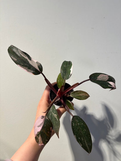 Philodendron 'Red Anderson'