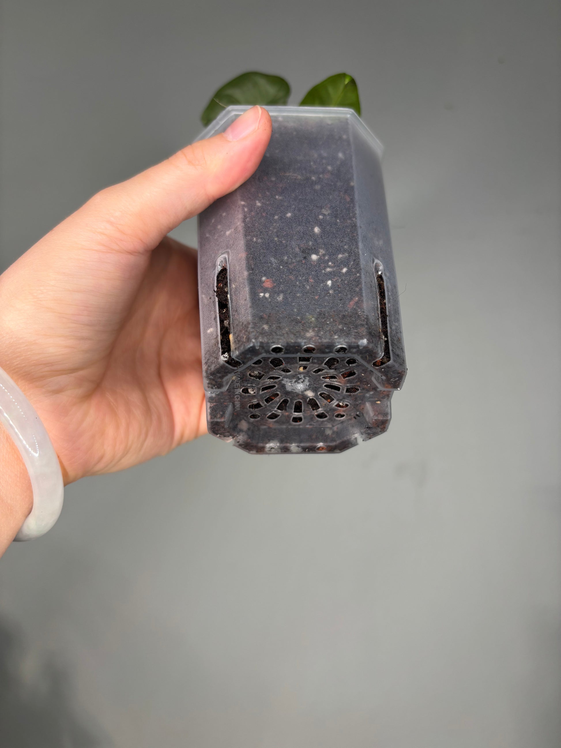 Close-up of Small Transparent planter pot, 10x8cm, with soil and plant, emphasizing drainage design and transparency for plant health.