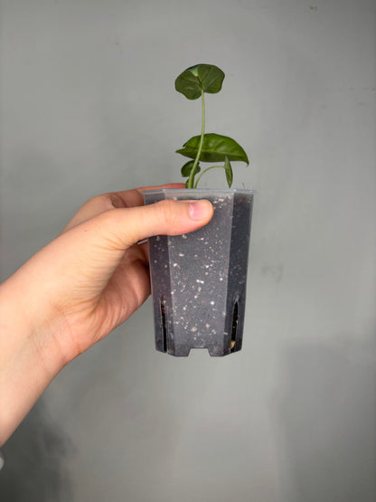 Small Transparent planter pot, 10x8cm, with soil and young plant, perfect for sensitive plant care and root visibility in indoor gardening.