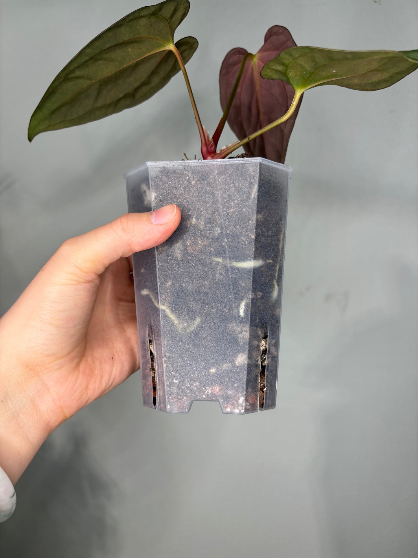 Large Transparent planter pot, 12x10cm holding a tropical plant, showcasing visible root growth and soil moisture levels.