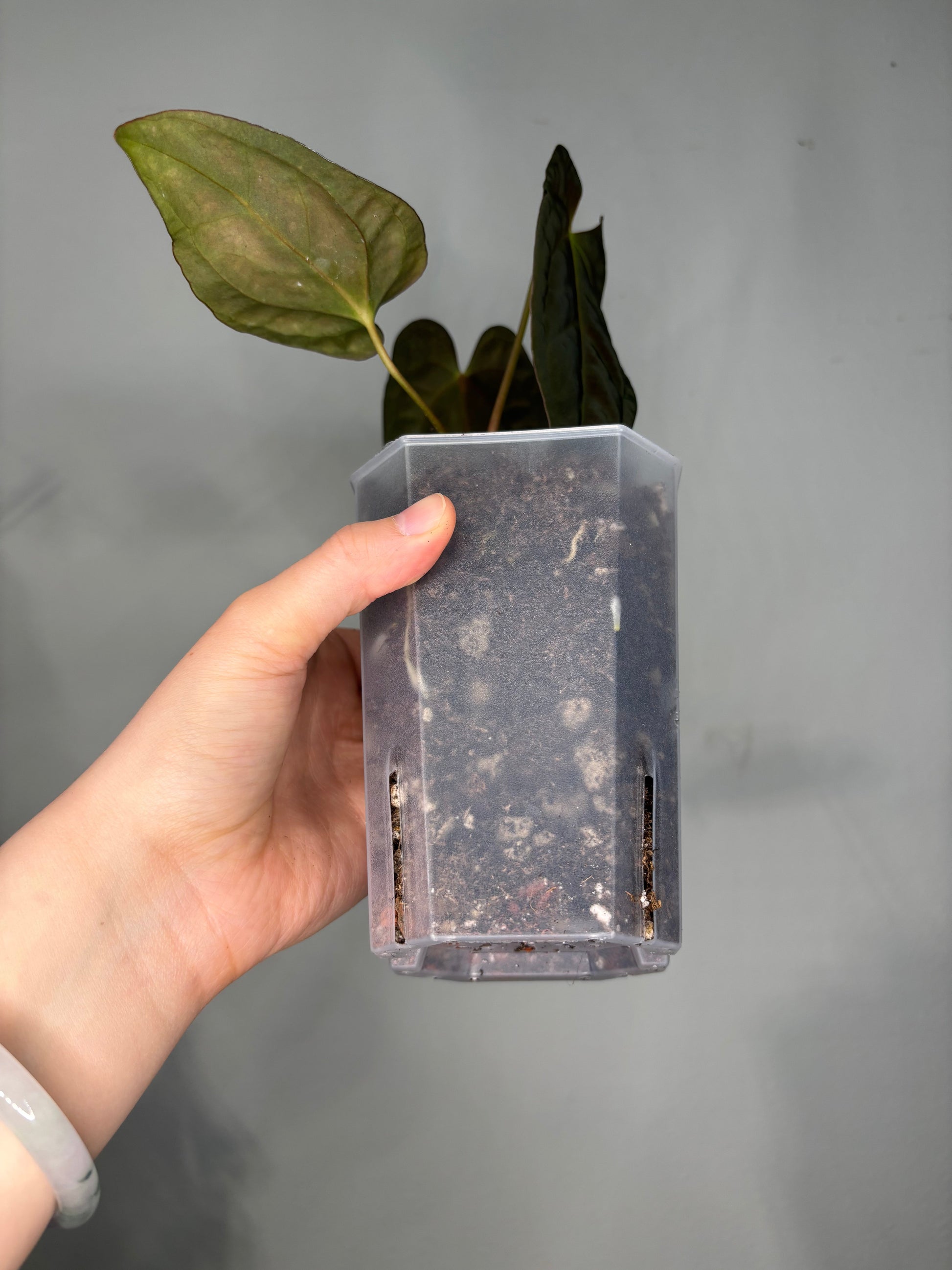 Large Transparent planter pot, 12x10cm in use with a potted plant, showing root visibility and vertical drainage design.