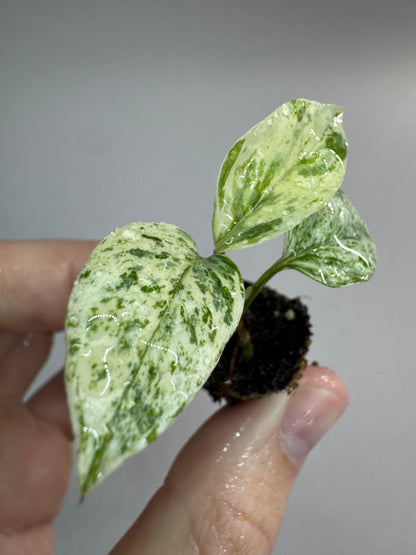 Epipremnum sp. ‘Bali Hanoman’