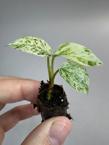 Epipremnum sp. ‘Bali Hanoman’