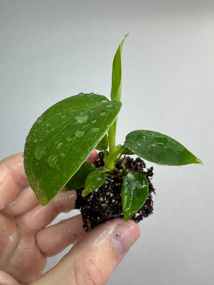 Philodendron 'Jerry Horne'