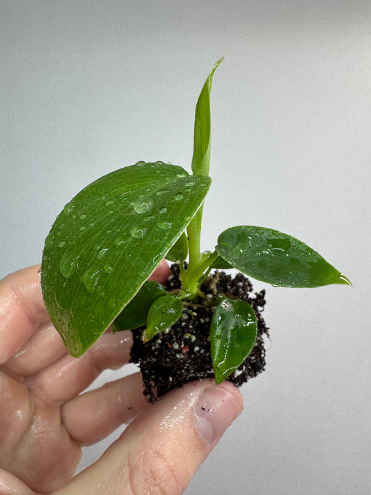 Philodendron 'Jerry Horne'