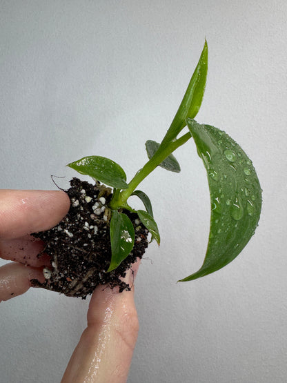 Philodendron 'Jerry Horne'