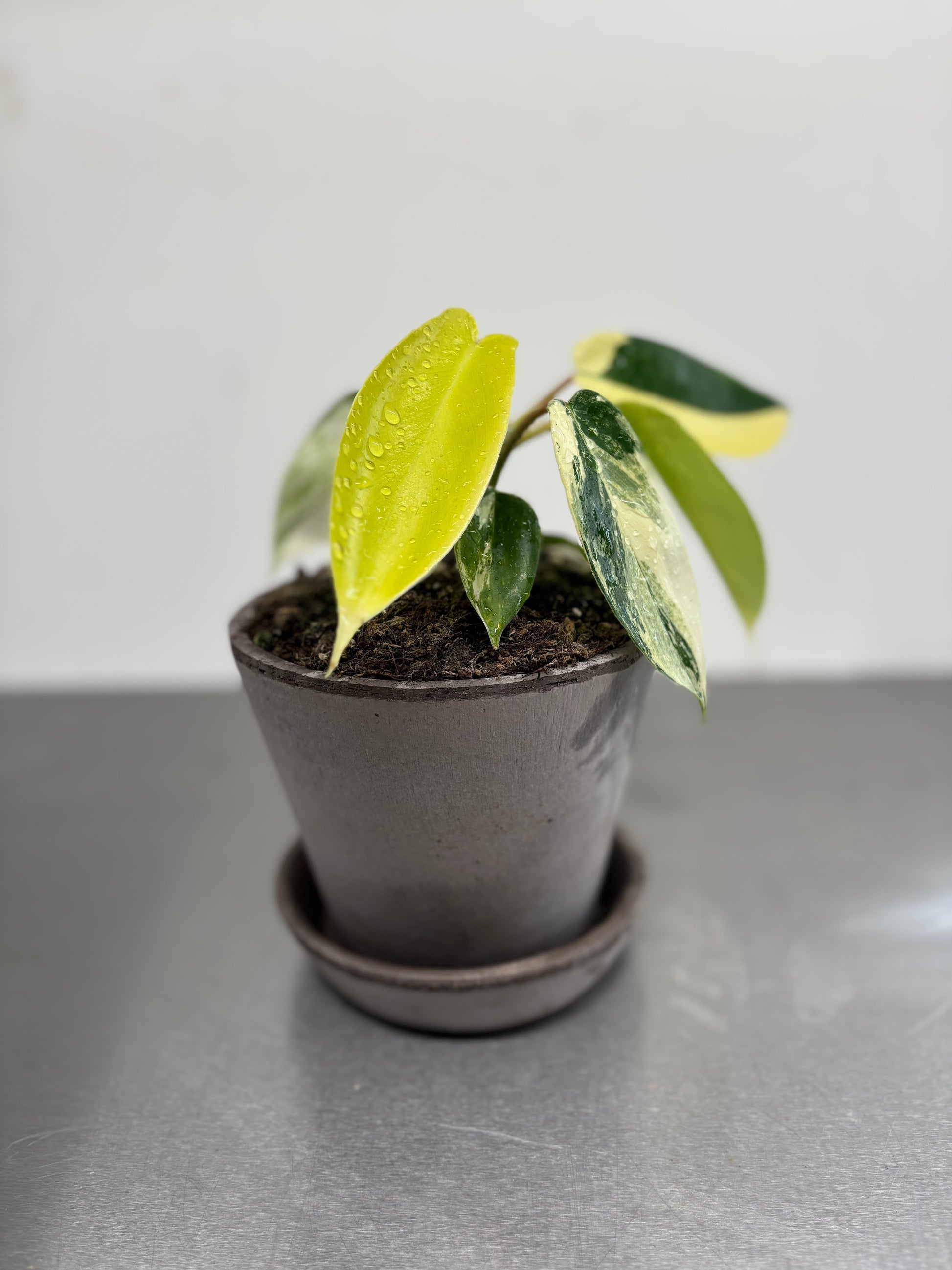 Bergs Clay pots, 11.5x12.5 cm with a variegated plant, showcasing breathable terracotta ideal for moisture regulation in indoor gardening.