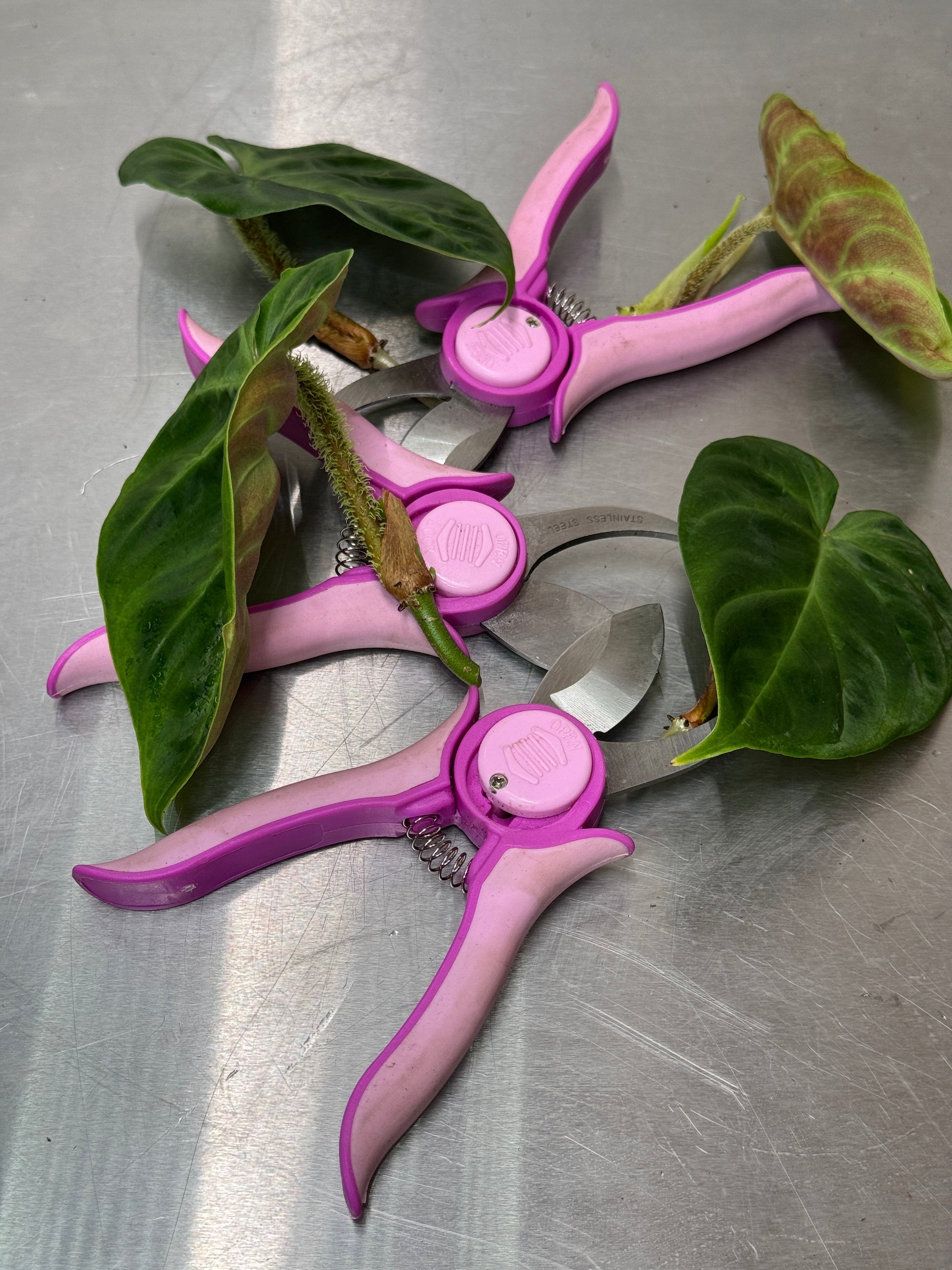 Pink pruning shears with stainless steel blades surrounded by green leaves on a metal surface. Ideal for precise plant trimming and cutting.