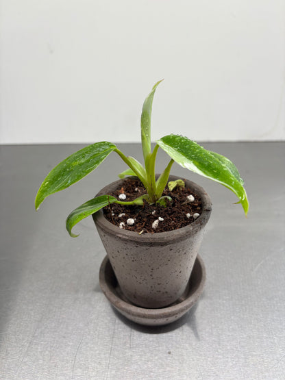 Bergs Clay pots, 9.5x8 cm with plant, handcrafted terracotta pot with drainage and saucer, ideal for moisture control in indoor gardening.