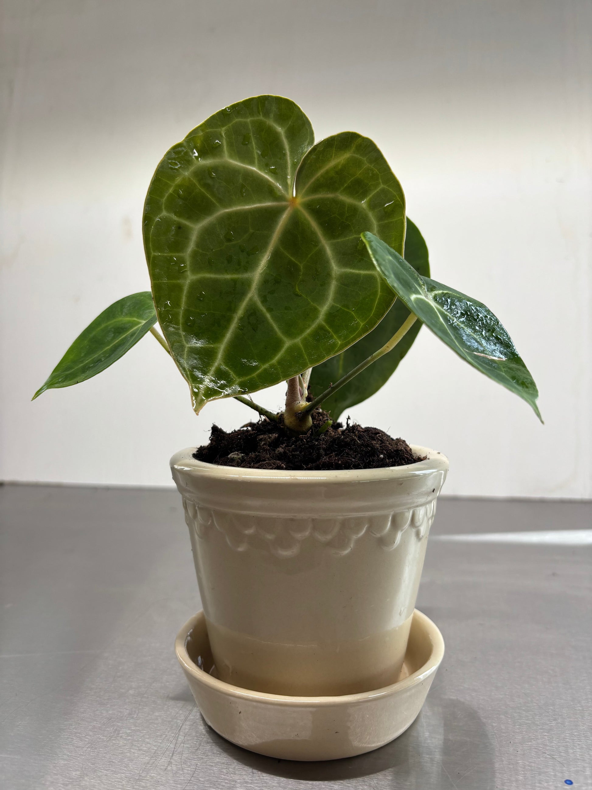 Bergs Ceramic Pots, 10x11 cm, featuring a heart-shaped leaf plant in a beige terracotta pot with matching saucer, ideal for indoor gardening.