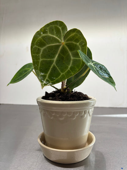 Bergs Ceramic Pots, 10x11 cm, featuring a heart-shaped leaf plant in a beige terracotta pot with matching saucer, ideal for indoor gardening.