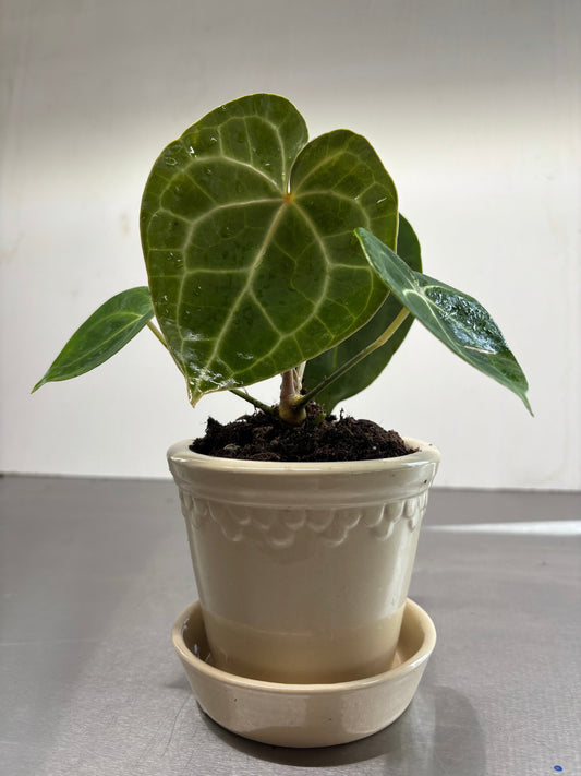 Bergs Ceramic Pots, 10x11 cm, featuring a heart-shaped leaf plant in a beige terracotta pot with matching saucer, ideal for indoor gardening.