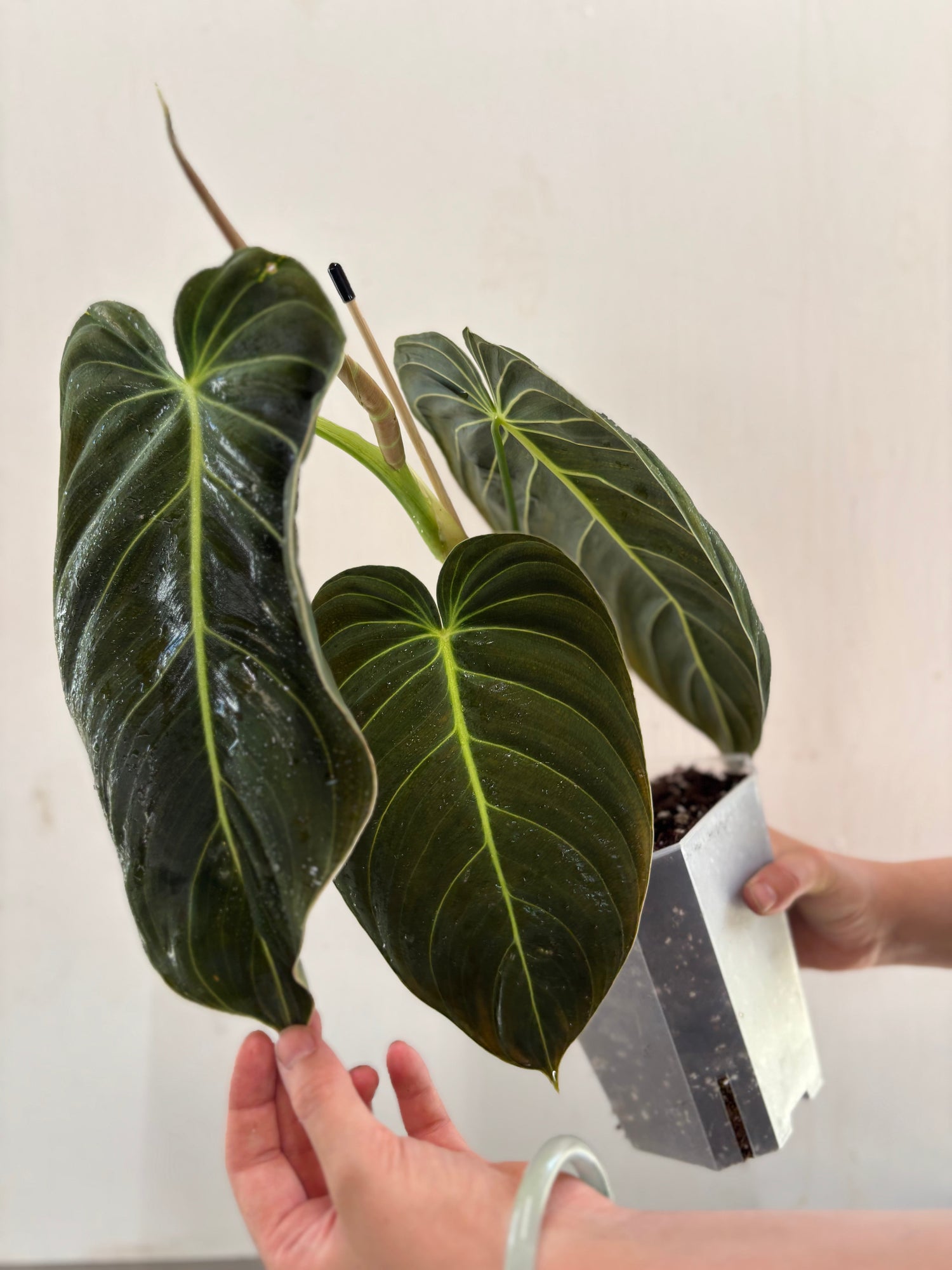 Philodendron melanocrysum potted plant with large velvety dark green leaves and golden veins, ideal for indoor plant collectors.