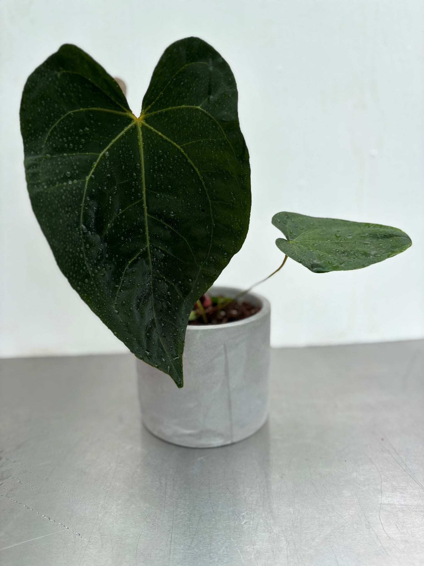 12 cm Grey Concrete Pot with large-leaf tropical plant, showcasing minimalist design ideal for modern indoor gardening decor.