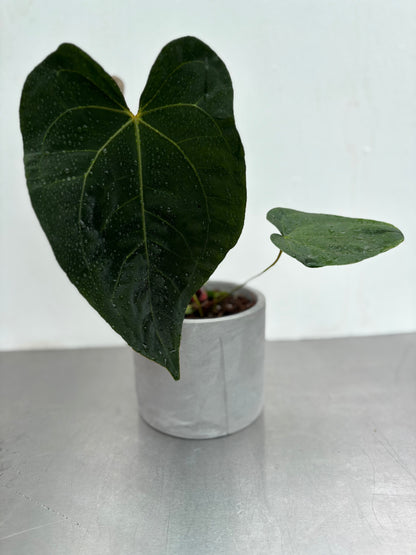 12 cm Grey Concrete Pot with large-leaf tropical plant, showcasing minimalist design ideal for modern indoor gardening decor.