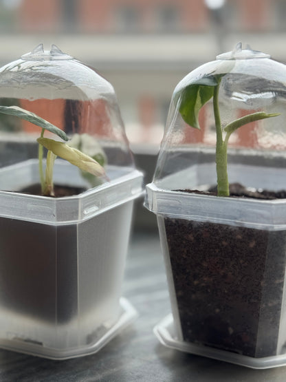 Transparent Plant Pot With Dome featuring two young tropical plants in clear containers with humidity domes, ideal for propagation and moisture control.