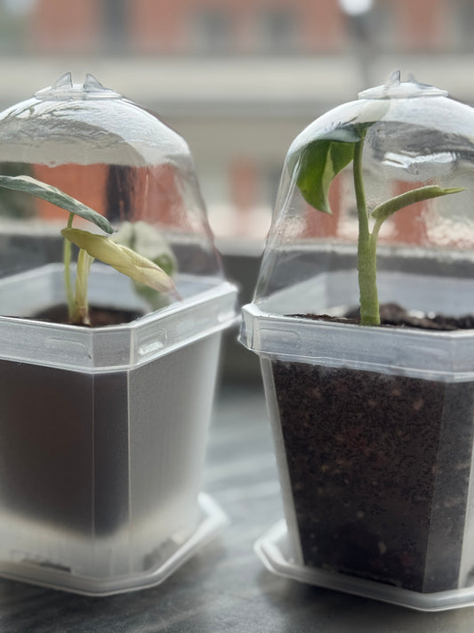 Transparent Plant Pot With Dome featuring two young tropical plants in clear containers with humidity domes, ideal for propagation and moisture control.
