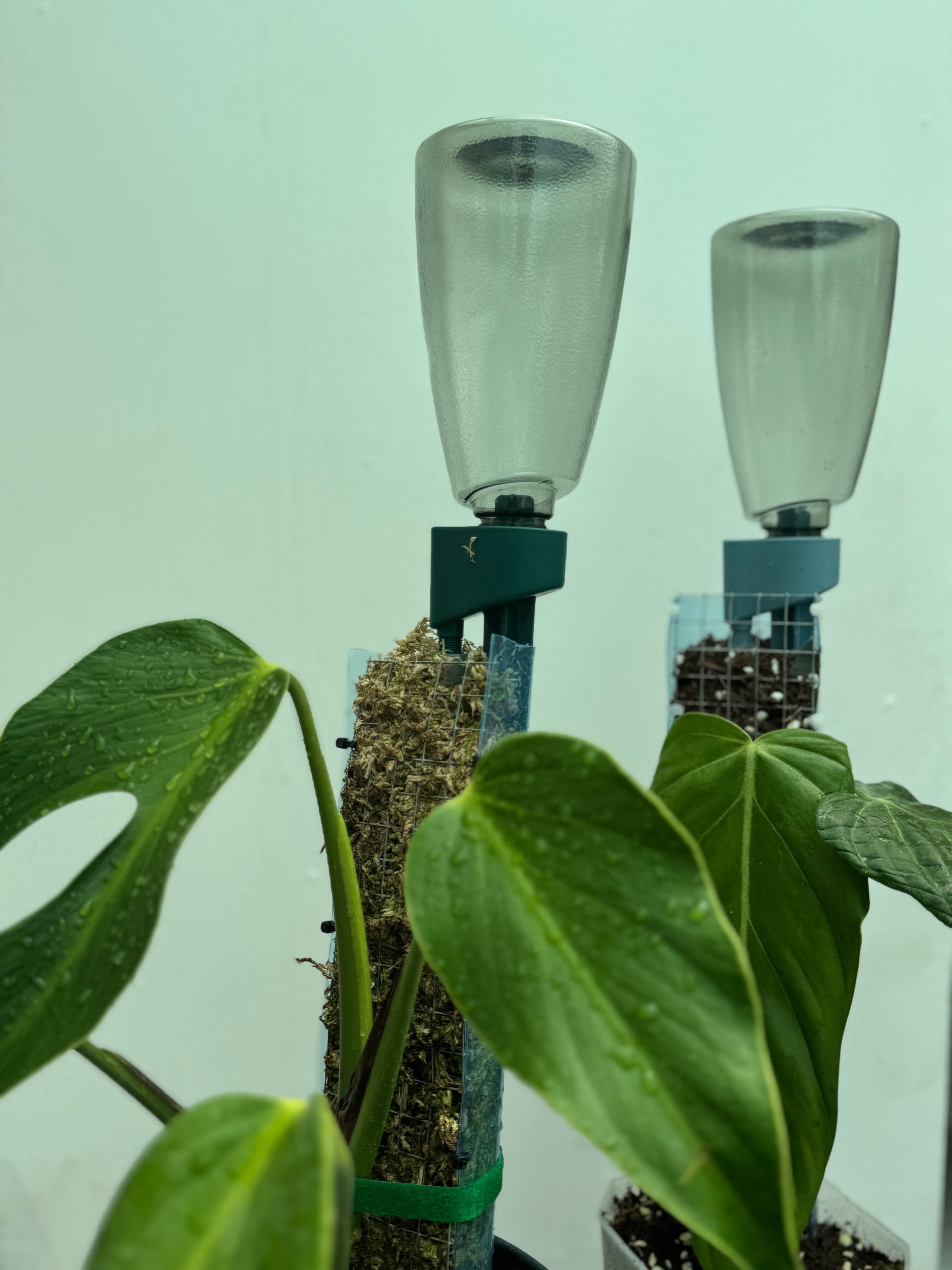 Dripper + Bottle self-watering spike system attached to plastic bottles, providing consistent moisture to indoor tropical plants.