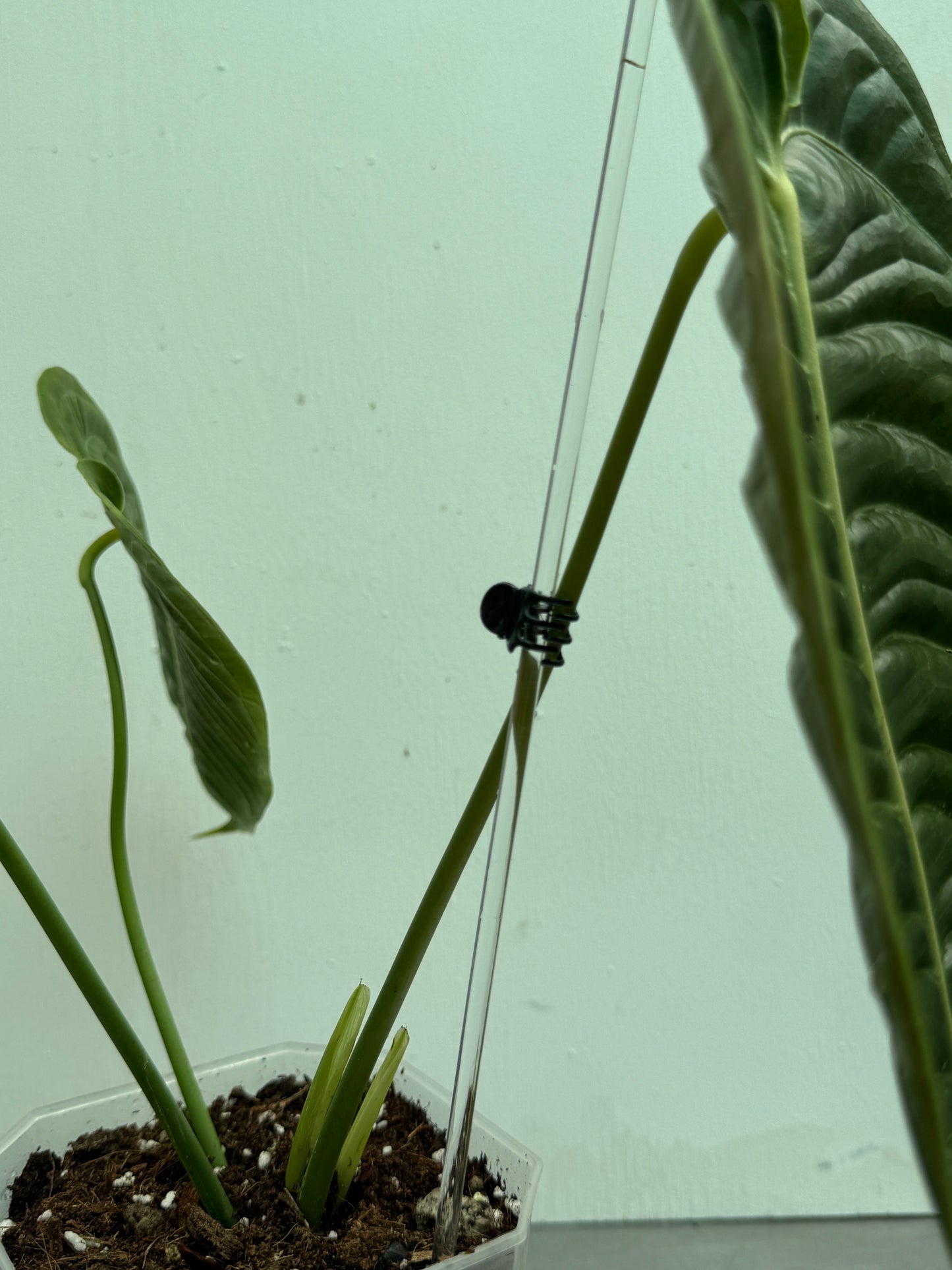 5x 45 cm Long Transparent Acrylic Plant Support