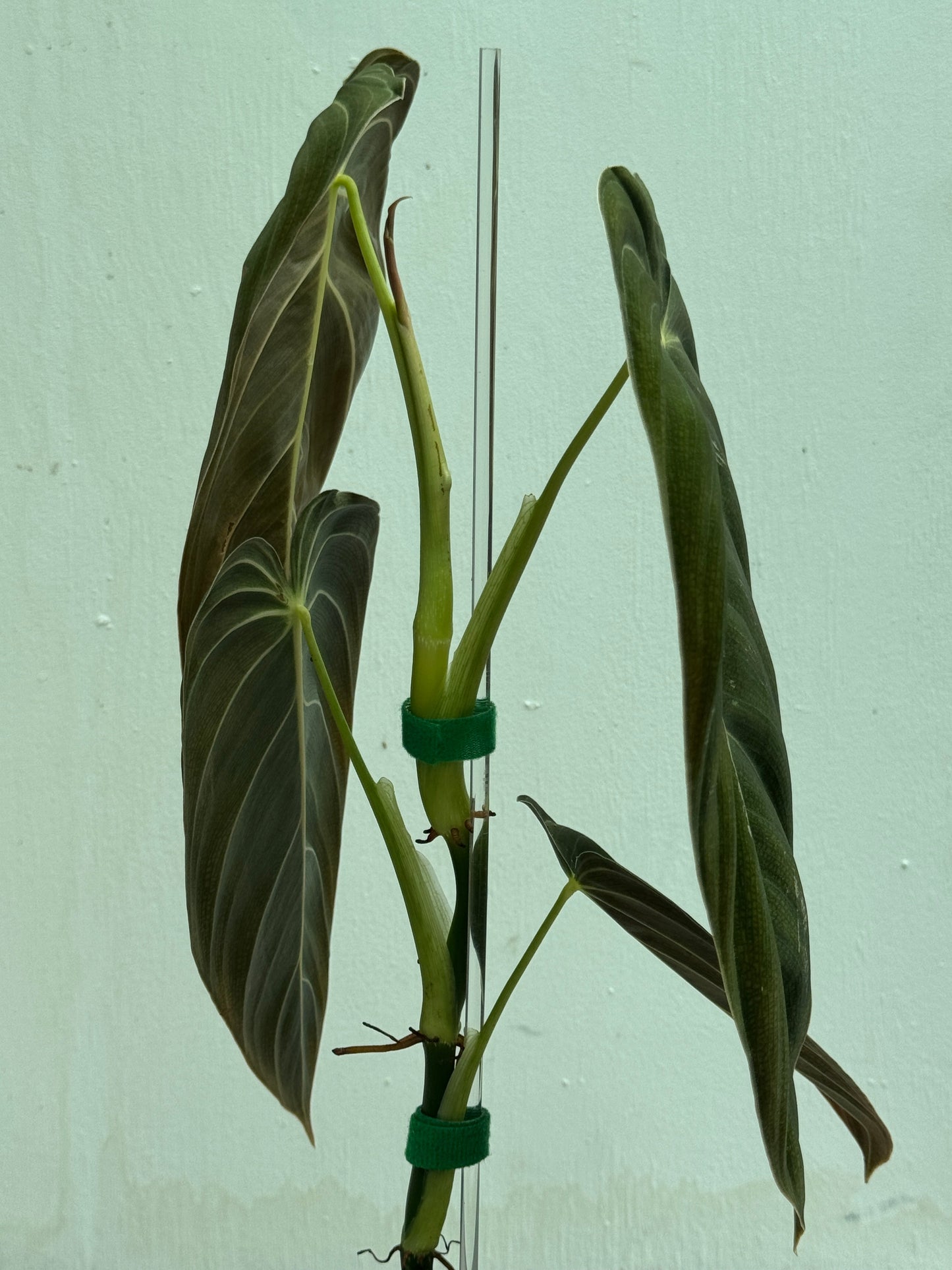 5x 45 cm Long Transparent Acrylic Plant Support