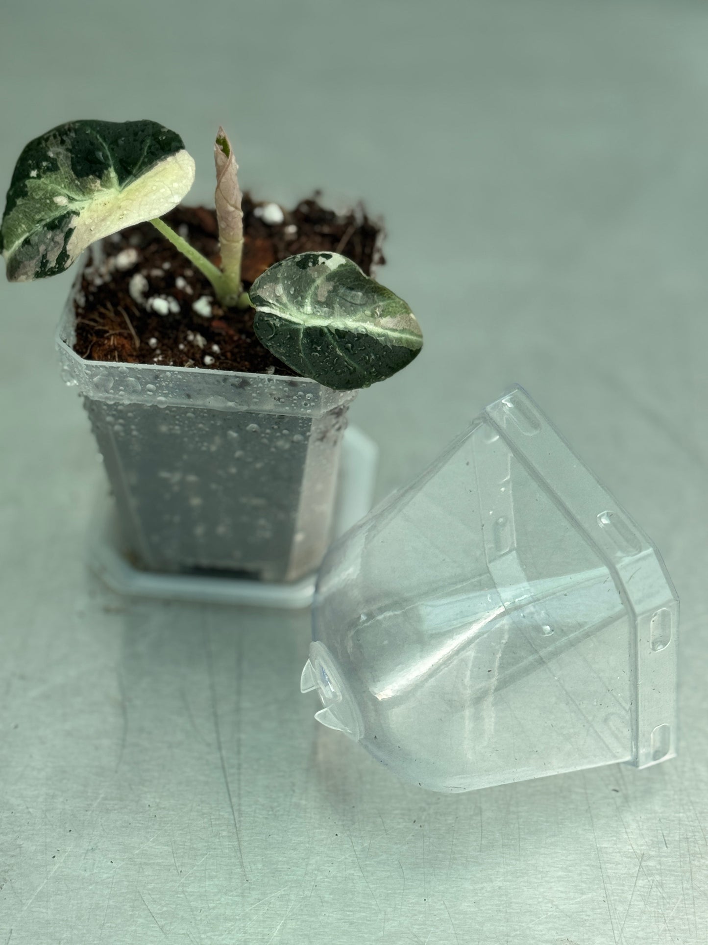 Transparent plant pot with dome for tropical plant propagation, featuring clear sides to monitor root growth and a humidity dome for moisture control.