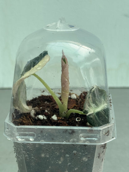 Transparent Plant Pot With Dome