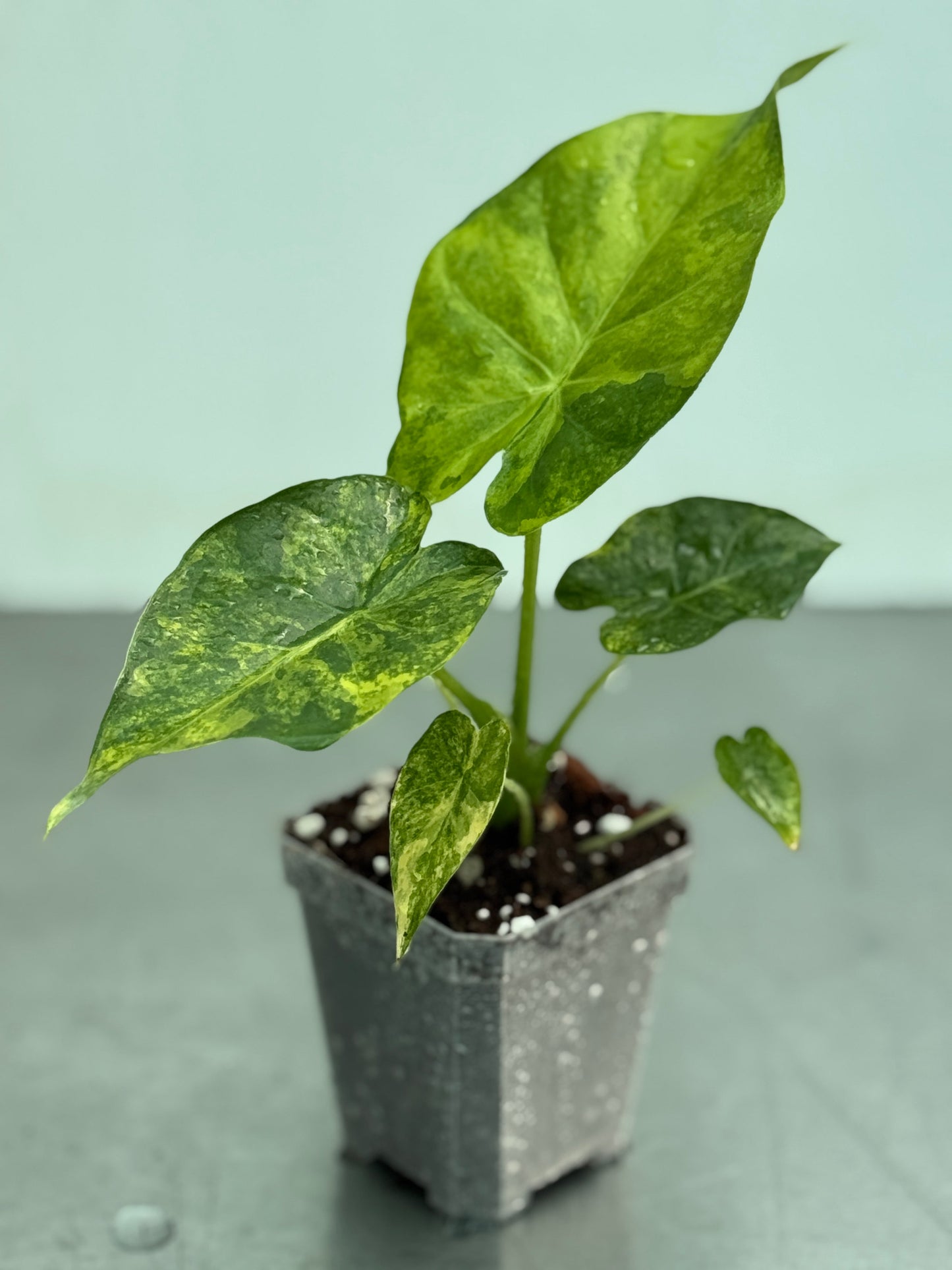 Alocasia macrorrhiza Aurea potted houseplant with vibrant green and yellow variegated leaves in a black nursery pot, ideal for indoor decor.