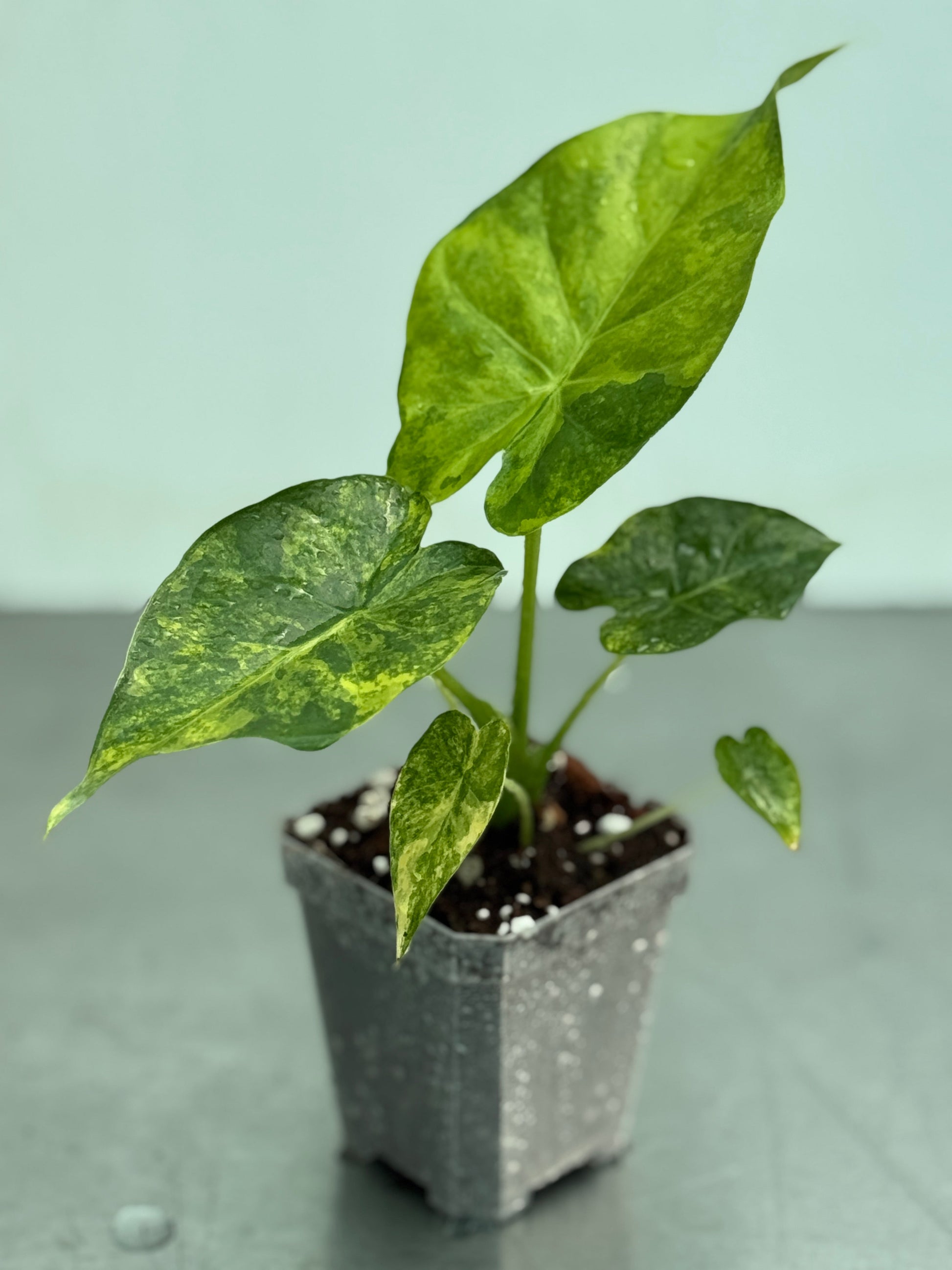 Alocasia macrorrhiza Aurea potted houseplant with vibrant green and yellow variegated leaves in a black nursery pot, ideal for indoor decor.