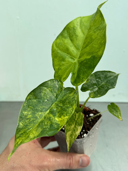 Close-up of Alocasia macrorrhiza Aurea showing large, glossy, chartreuse-green leaves with golden-yellow variegation in a small plastic pot.