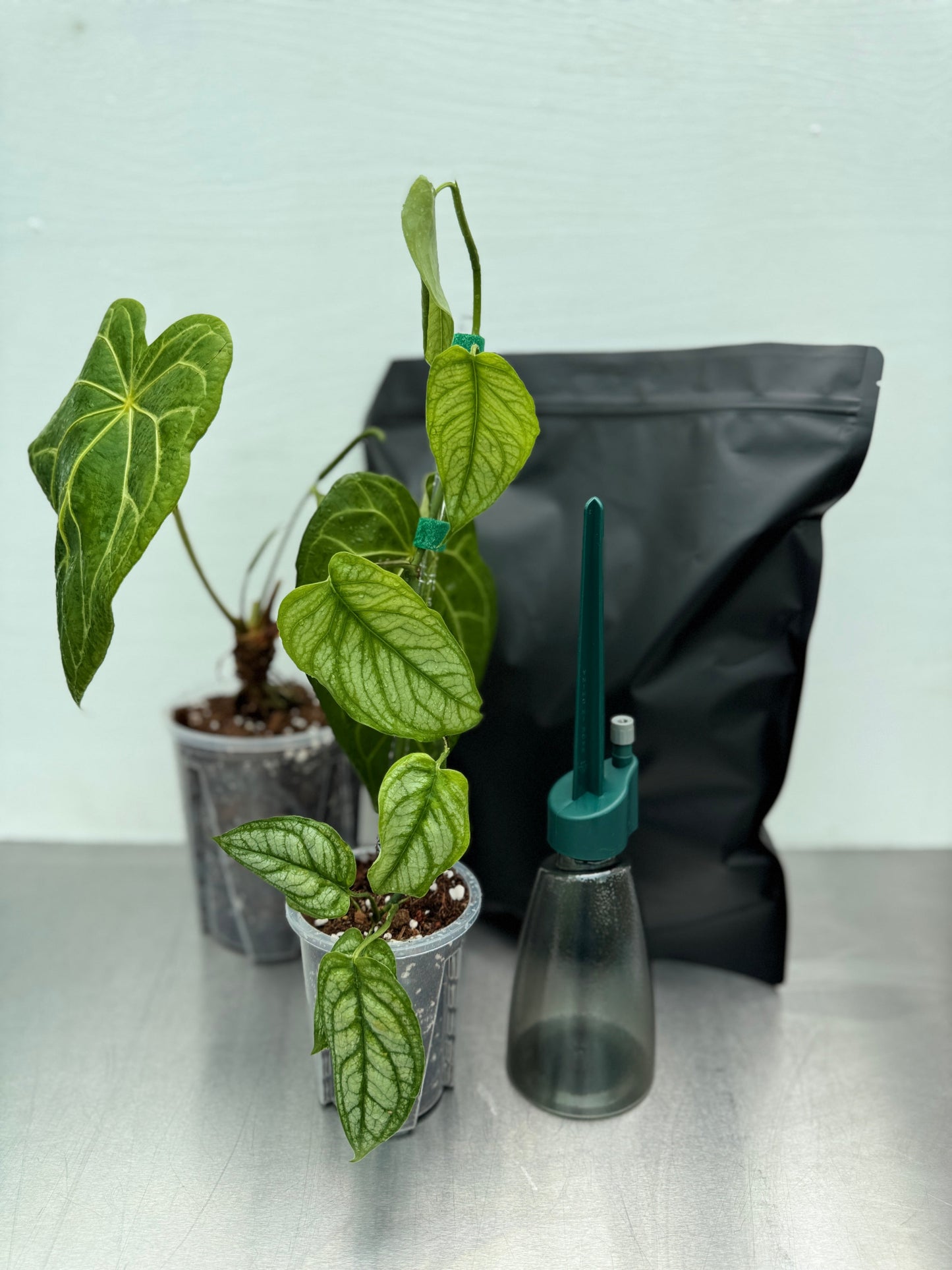 Summer Bundle Large plant growing kit with tropical plants in transparent pots, soil mix bag, and self-watering spike bottle for summer planting.