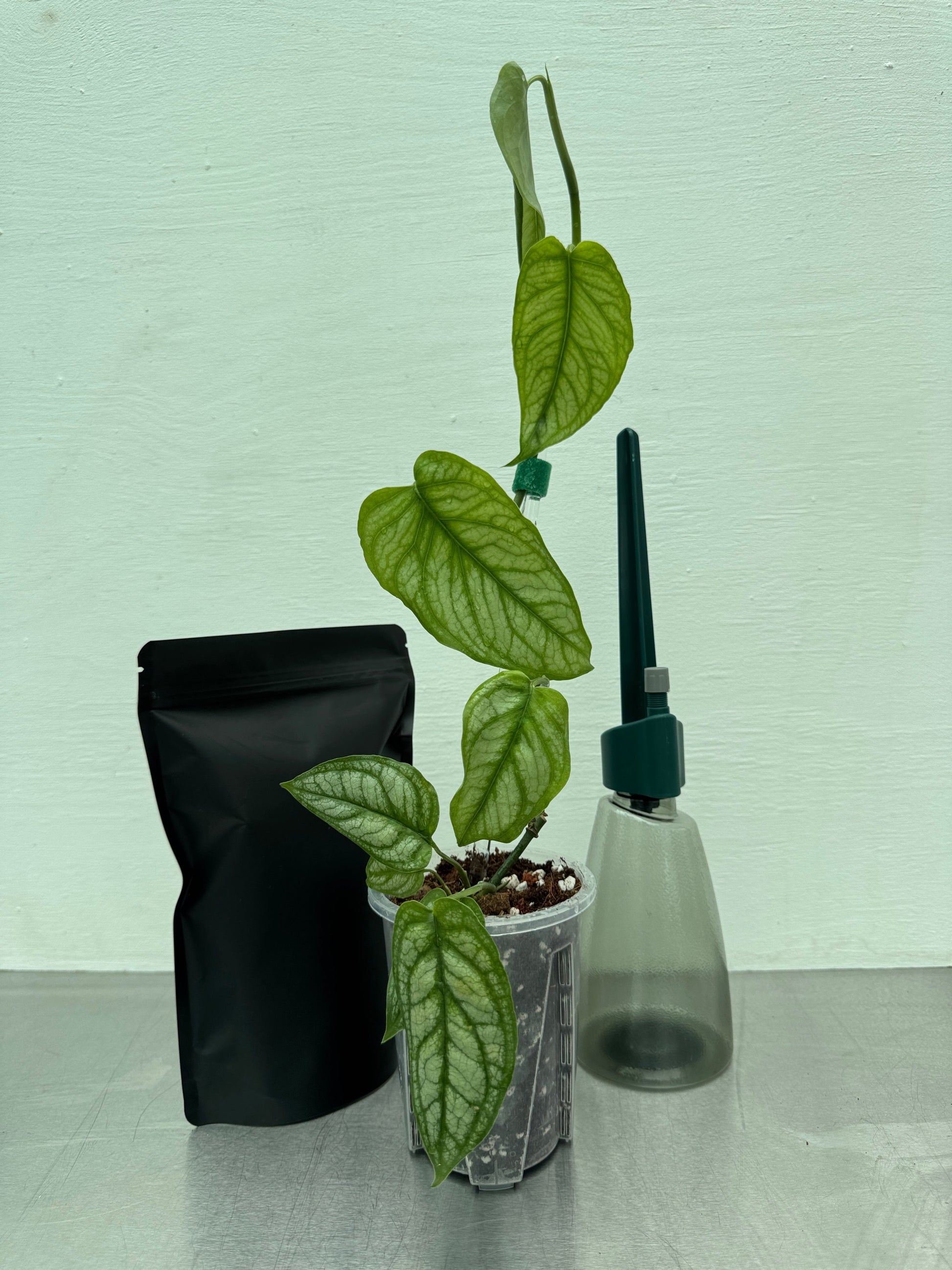 Summer Bundle Small plant growing kit with a tropical plant in a 10 cm transparent pot, black soil mix pouch, and self-watering spike bottle. Ideal for summer planting and repotting.