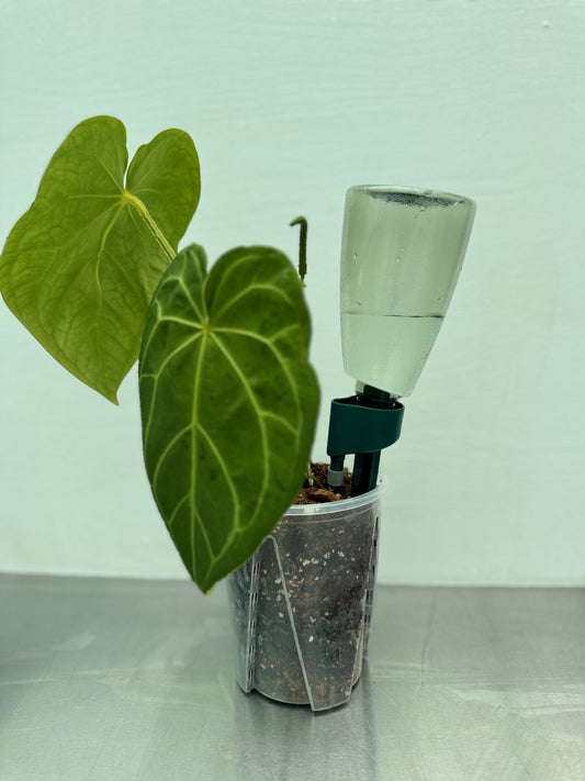 Dripper + Bottle self-watering spike inserted in a potted plant, providing consistent moisture using an inverted glass bottle.