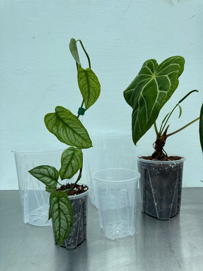 Transparent round planter pot with drainage slits, shown with tropical houseplants for optimal root visibility and moisture control.
