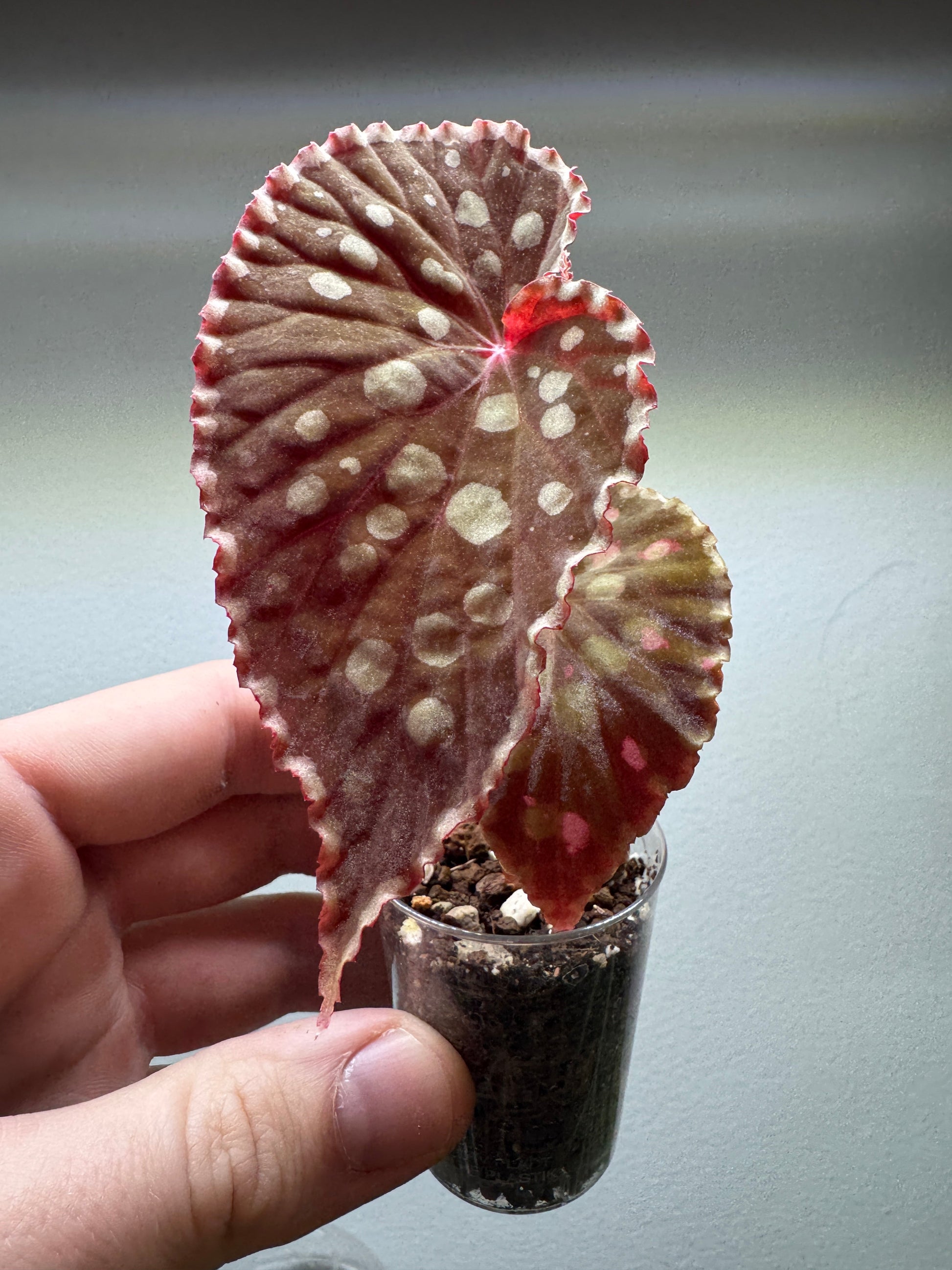 Begonia Chlorosticta with red-green foliage and silver spots in a small clear pot. Ideal for indoor plant lovers seeking exotic houseplants.