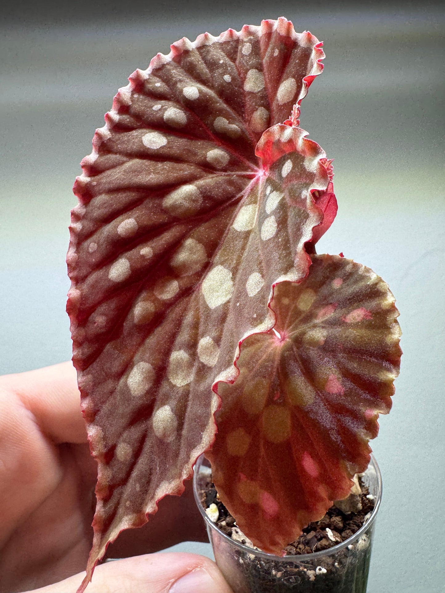 Close-up of Begonia Chlorosticta showing vibrant red undersides and dotted leaf pattern. Perfect for decorative indoor plant collections.