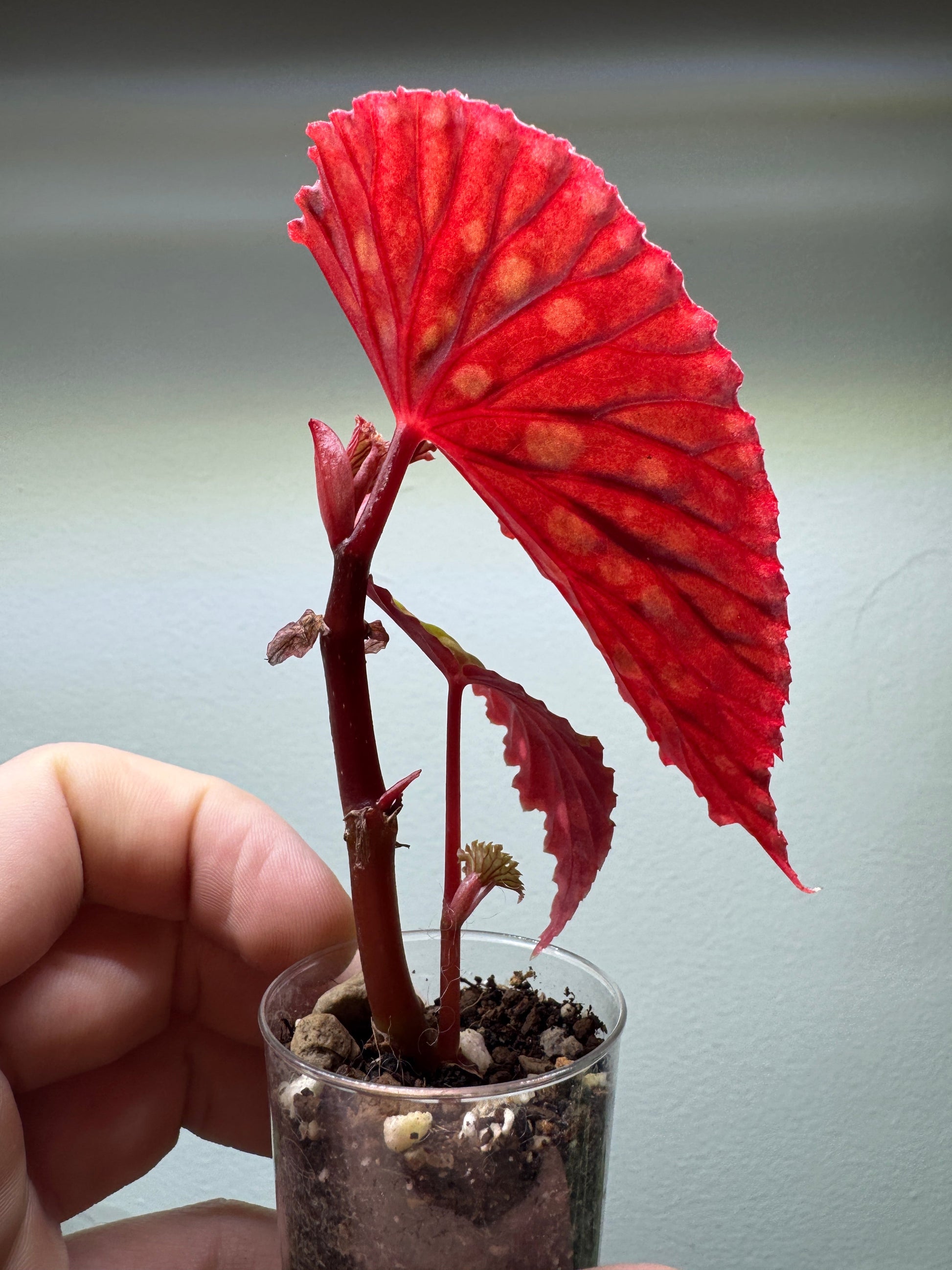Side view of Begonia Chlorosticta highlighting red veined leaves and upright stem. Great choice for stylish home plant decor.