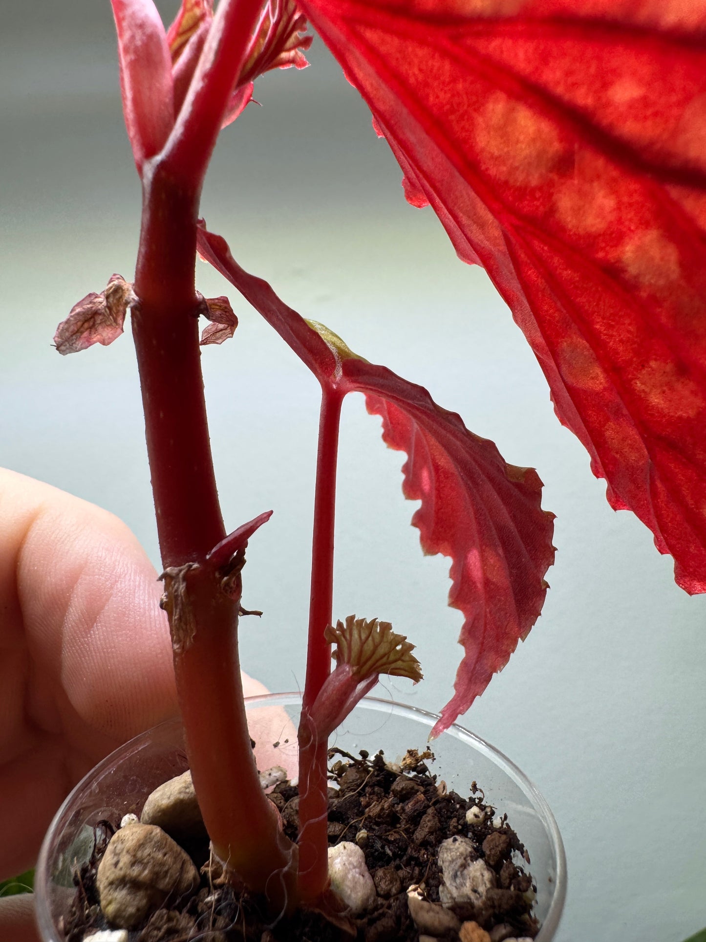Detailed stem and new growth of Begonia Chlorosticta in a clear pot. A must-have for rare indoor plant enthusiasts.