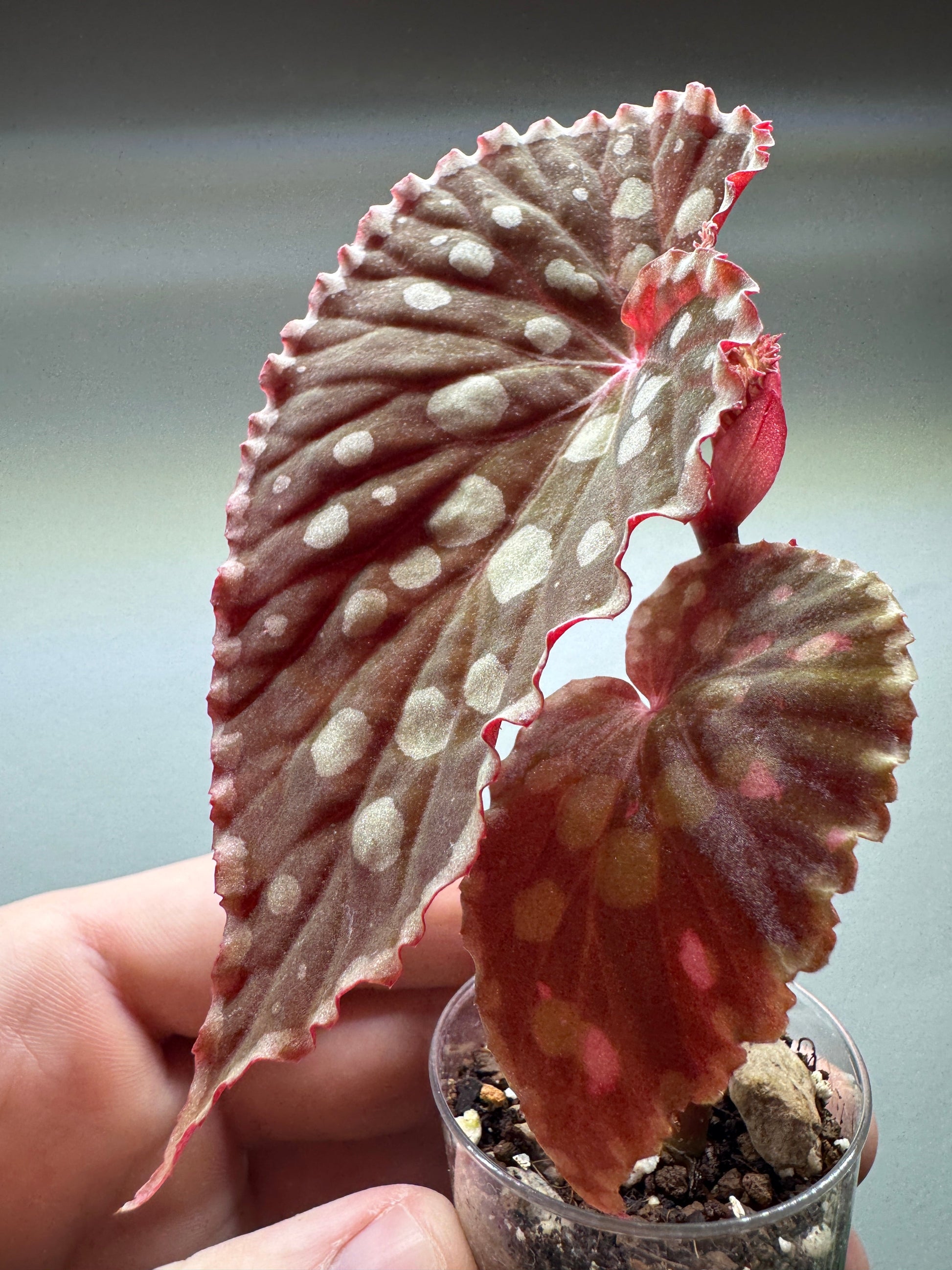Angled view of Begonia Chlorosticta showing textured leaves and compact growth. Ideal for home and garden plant collectors.